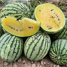 Арбуз "Шампань" F1, Япония, (5 шт)