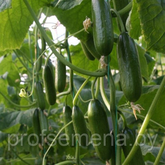 Огурец Зинер F1, семена, 5 шт., Minami Seeds, (чп) - фото 1 - id-p197041160