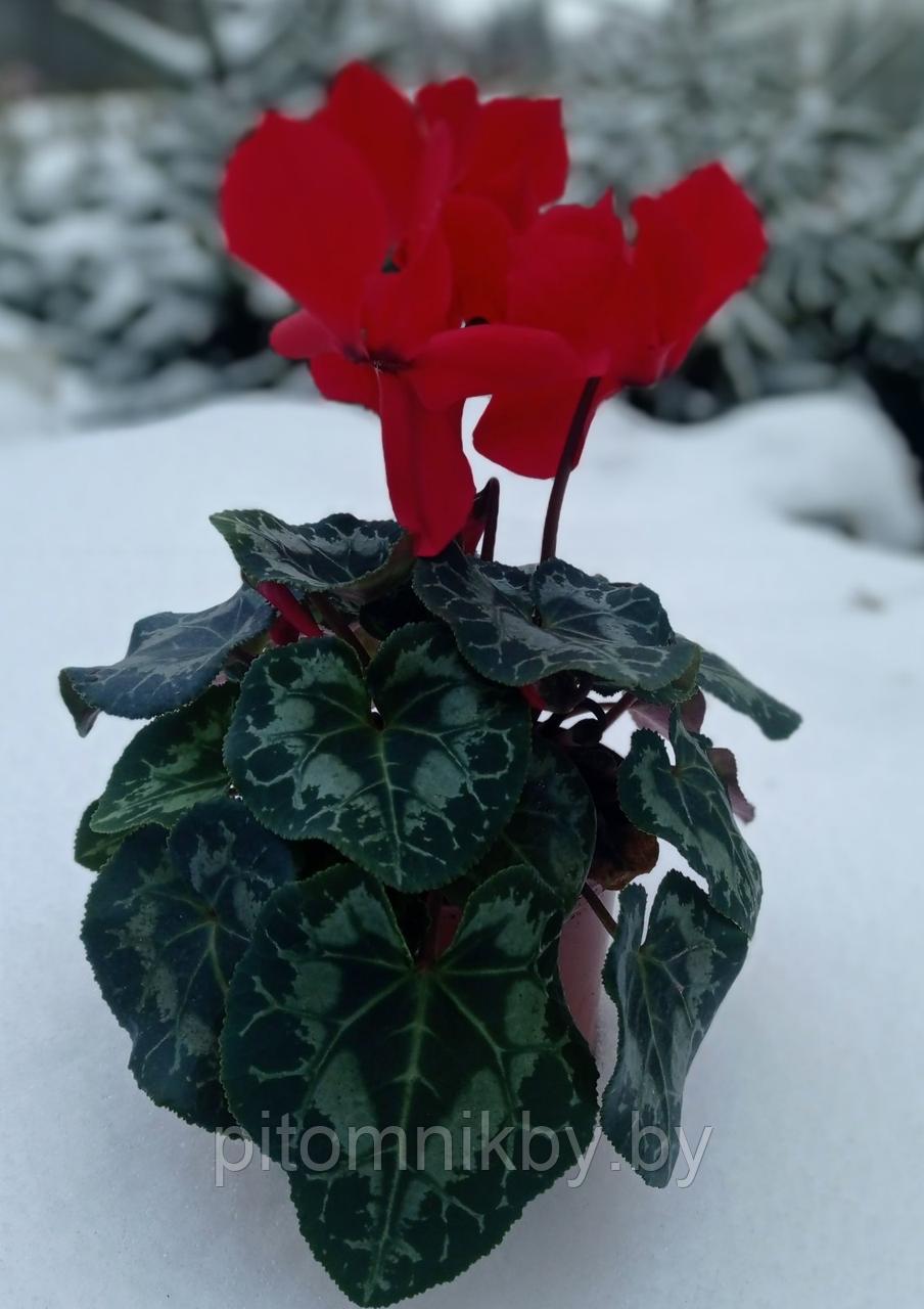 Цикламен к 14 февраля