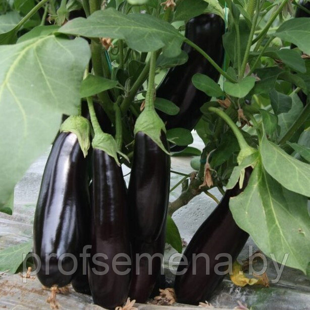 Баклажан Тузан (бессемянный) F1, семена, 5 шт., Minami Seeds, (чп) - фото 1 - id-p197133545