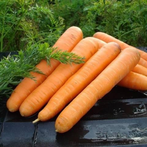 Морковь Маэстро F1 200шт - фото 1 - id-p197172296