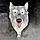 Настенная вешалка из полистоуна «Голова волка» H-20 см., фото 3