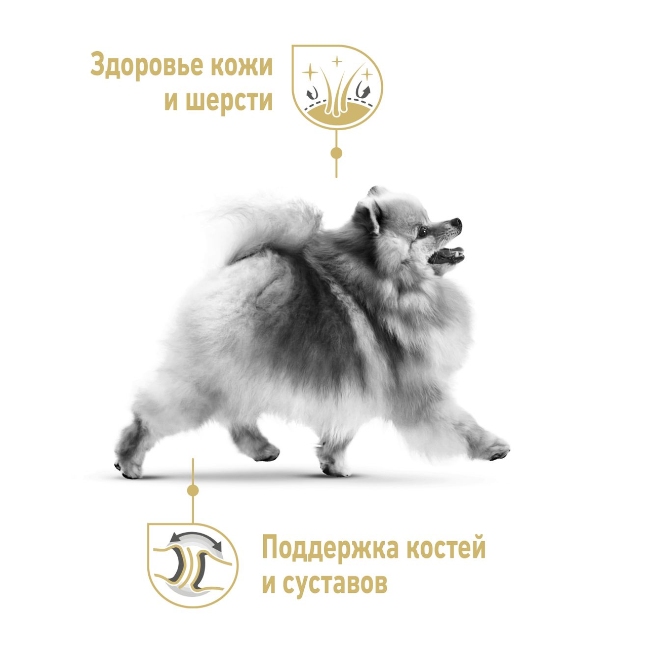 Сухой корм для собак ROYAL CANIN Pomeranian Adult для взрослых собак в возрасте от 8 м. и старше(Померанский - фото 2 - id-p197377658