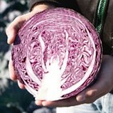 Капуста краснокочанная "Климаро" F1, Голландия, (10 шт), фото 2