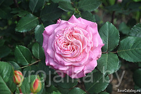 Английская роза Ashram