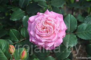 Английская роза Ashley, фото 2