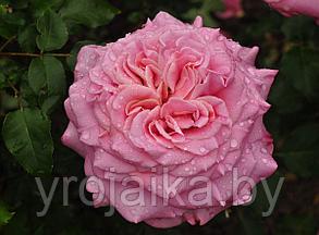 Английская роза Ashley, фото 2
