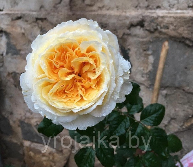 Английская роза Беатрис