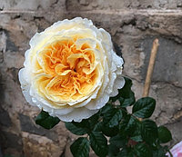 Английская роза Беатрис