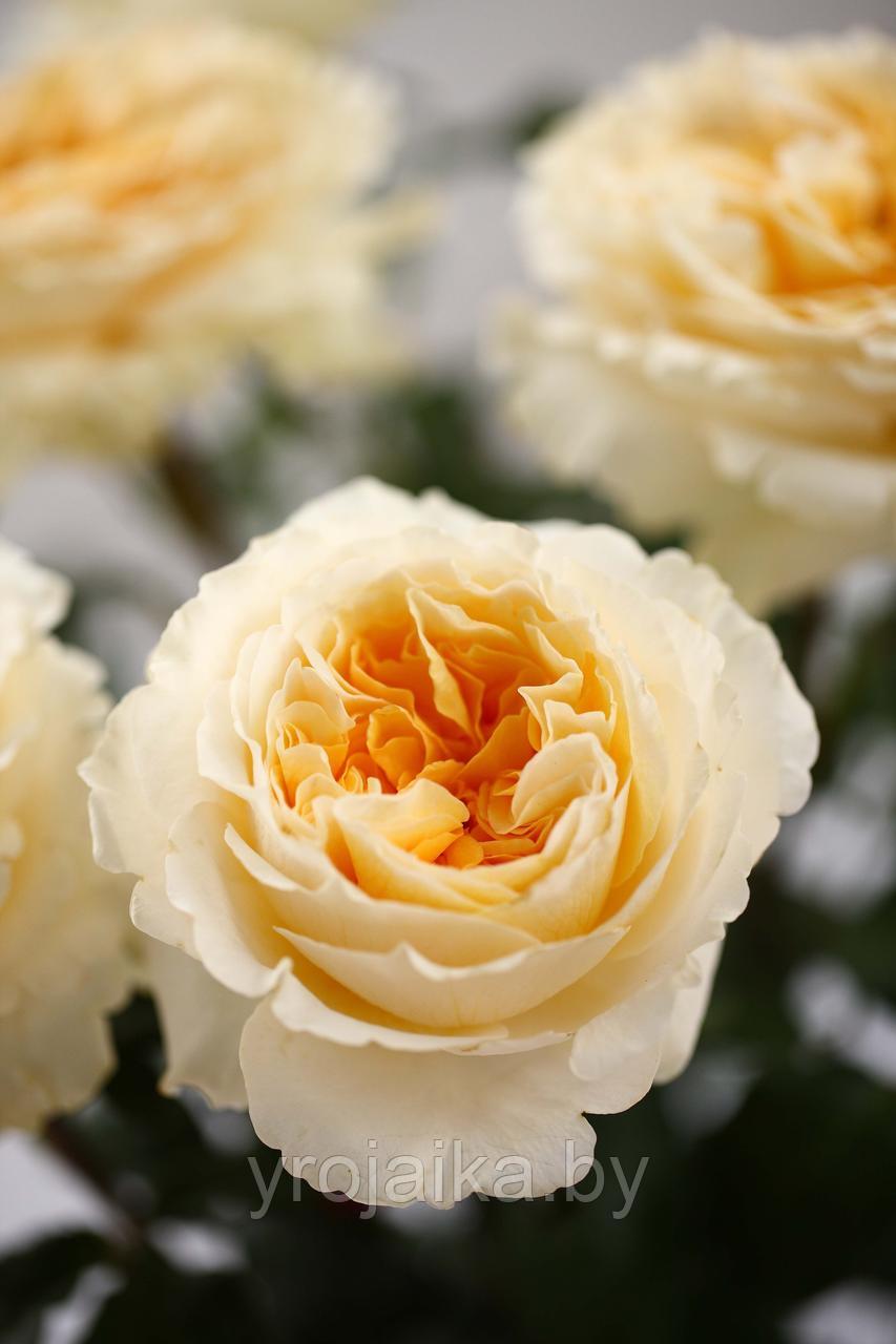 Английская роза Беатрис - фото 3 - id-p197657734