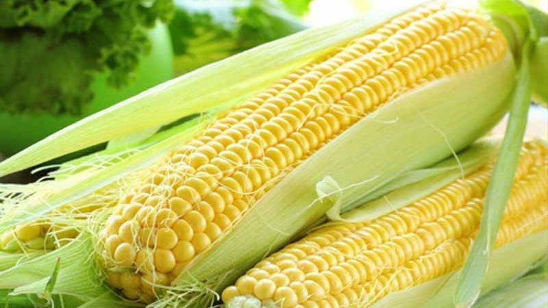 Раннеспелый гибрид кукурузы Краснодарский 194 МВ - фото 1 - id-p197657932