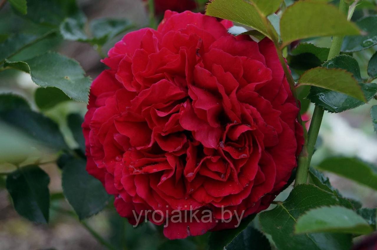 Роза Mayra's Red - фото 1 - id-p171647740