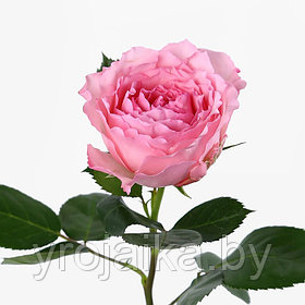 Роза Mayra's rose
