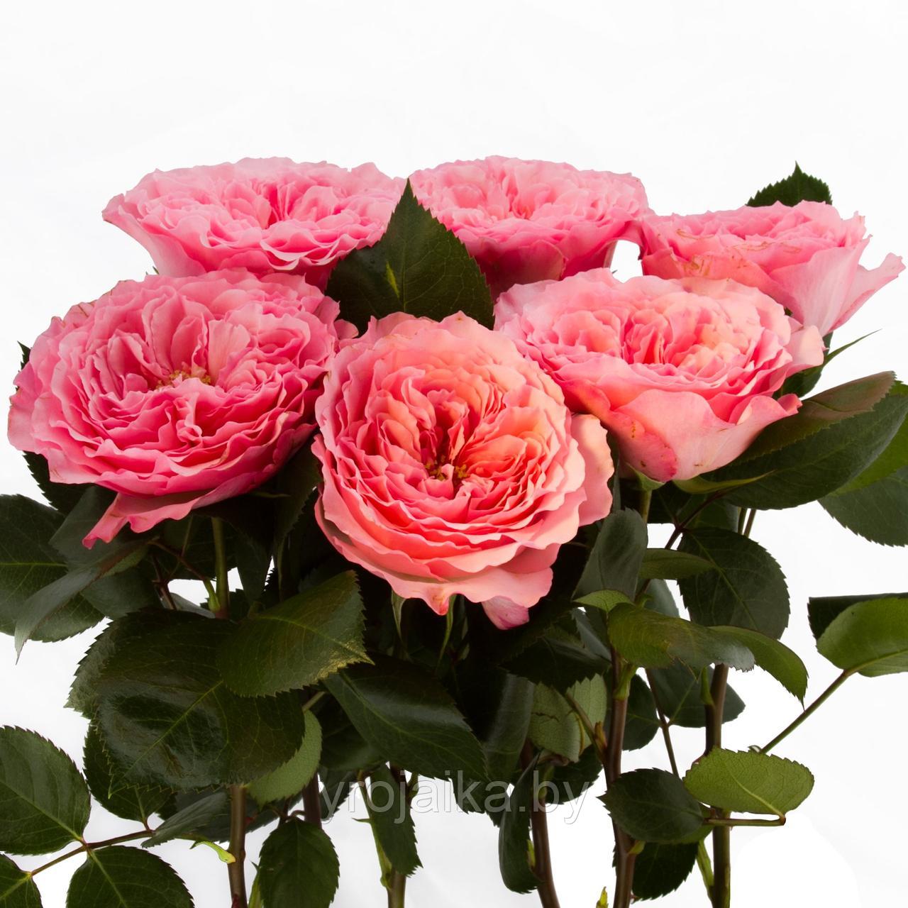 Роза Mayra's rose - фото 2 - id-p197698780