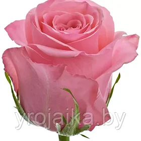 Роза Опала