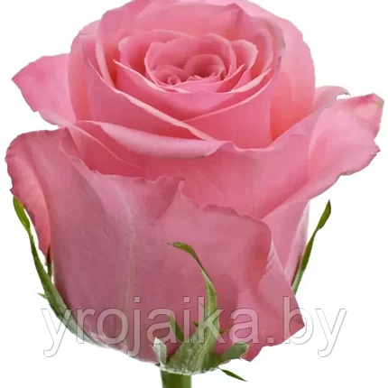 Роза Опала, фото 2