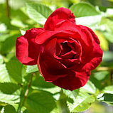 Роза плетистая "Фламентанц", С3, фото 3