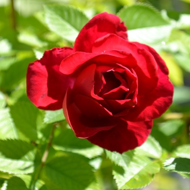 Роза плетистая "Фламентанц", С3 - фото 3 - id-p197795467