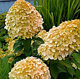 Гортензия метельчатая Cotton Cream (Коттон Крем), фото 2