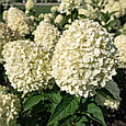 Гортензия метельчатая Cotton Cream (Коттон Крем), фото 3