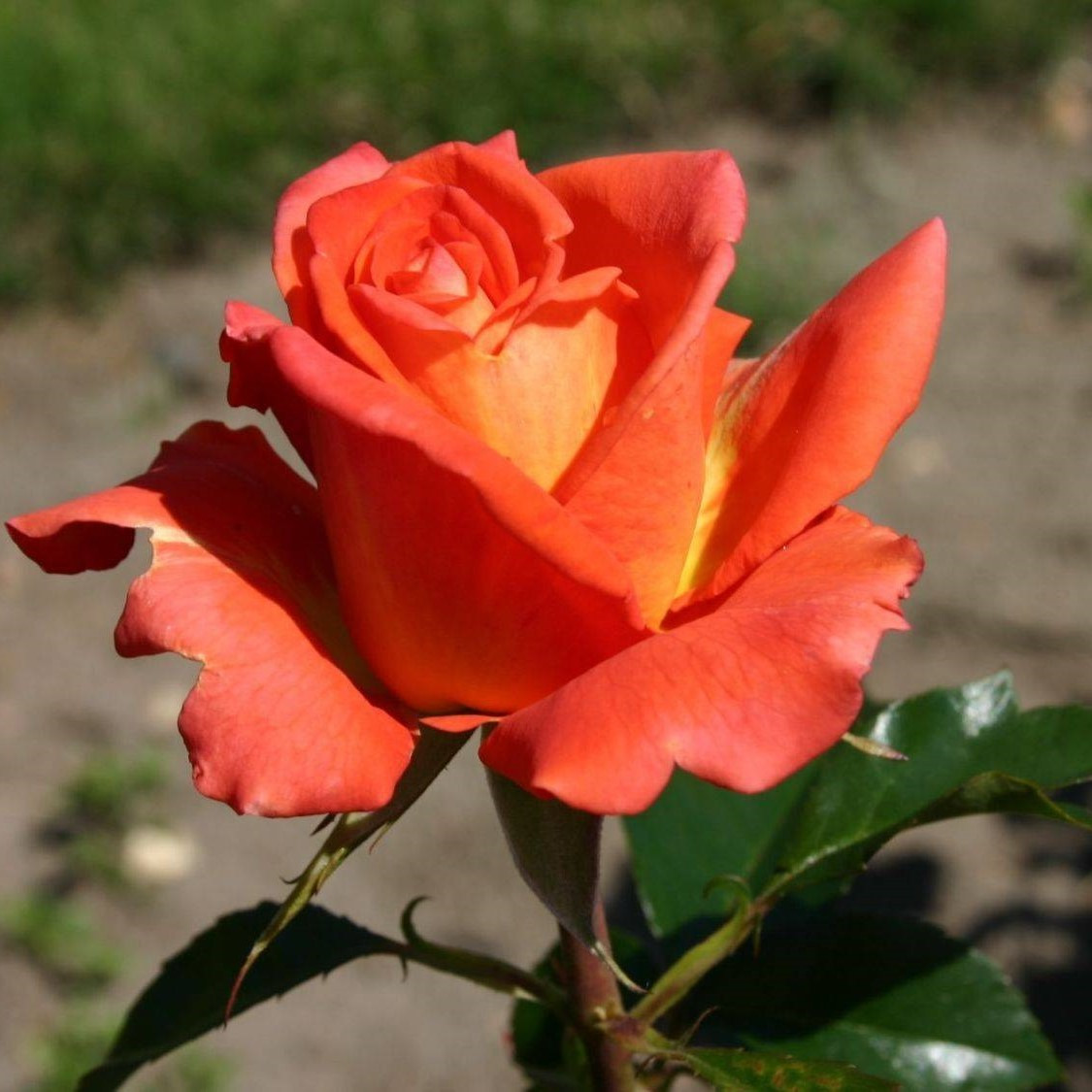 Роза чайно-гибридная "Моника", С3 - фото 2 - id-p197824022
