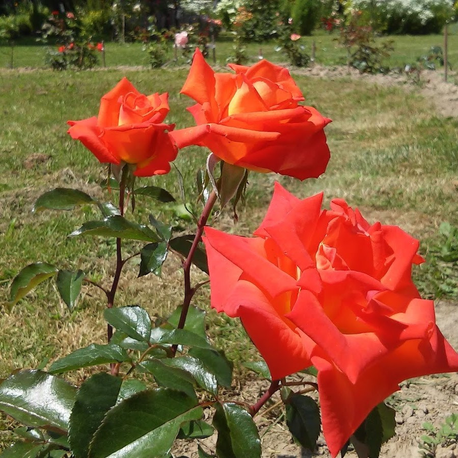 Роза чайно-гибридная "Моника", С3 - фото 3 - id-p197824022