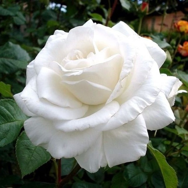 Роза чайно-гибридная "Аннапурна", С3 - фото 1 - id-p197824142