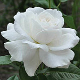 Роза чайно-гибридная "Аннапурна", С3, фото 2