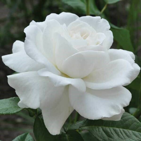 Роза чайно-гибридная "Аннапурна", С3 - фото 2 - id-p197824142