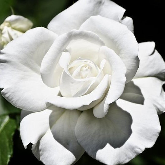 Роза чайно-гибридная "Аннапурна", С3 - фото 3 - id-p197824142