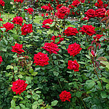 Роза чайно-гибридная "Бургунд", С3, фото 3