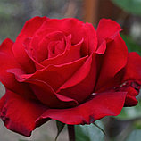 Роза чайно-гибридная "Ингрид Бергман", С3, фото 2