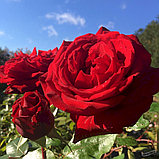 Роза чайно-гибридная "Ингрид Бергман", С3, фото 3