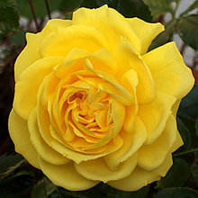 Роза флорибунда "Фрезия", С3