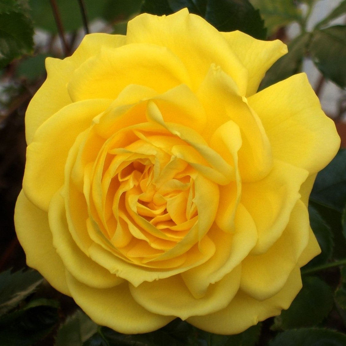 Роза флорибунда "Фрезия", С3 - фото 1 - id-p197845921