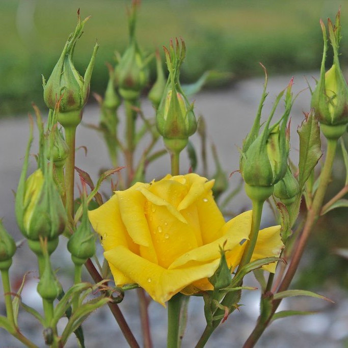 Роза флорибунда "Фрезия", С3 - фото 4 - id-p197845921