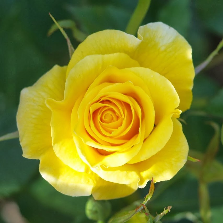 Роза флорибунда "Фрезия", С3 - фото 3 - id-p197845921