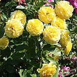 Роза парковая "Лихткенигин Лючия", С3, фото 4