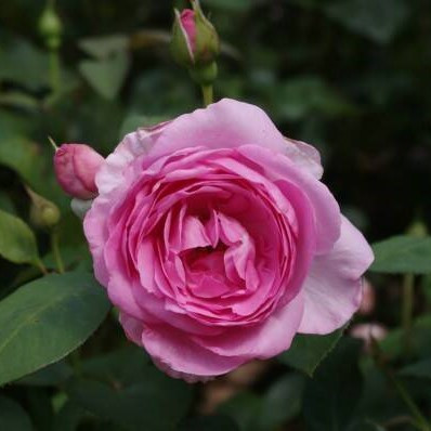 Роза ностальгическая "Гита Ренессанс", С3 - фото 3 - id-p197879471