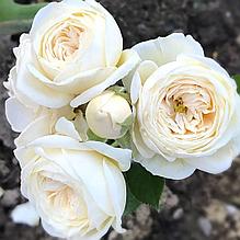 Роза флорибунда "Артемис" на штамбе