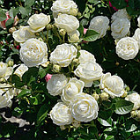 Роза флорибунда "Артемис" на штамбе, фото 2