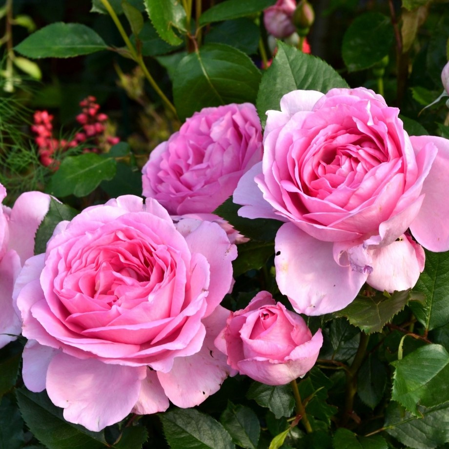 Роза ностальгическая "Гита Ренессанс", С3 - фото 4 - id-p197879471