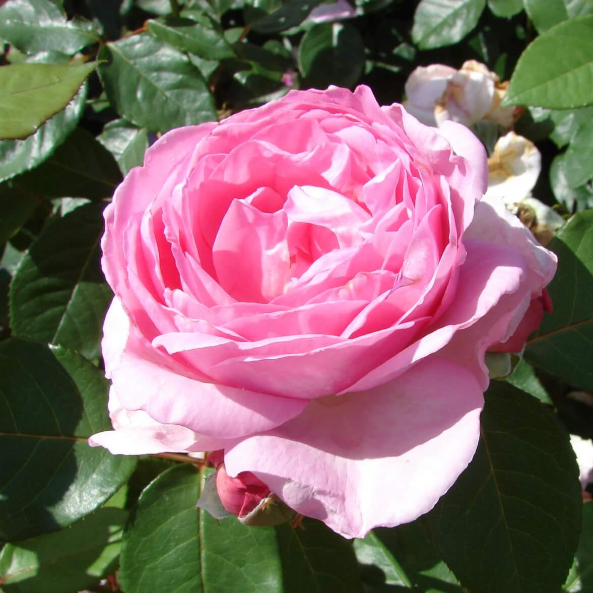 Роза ностальгическая "Гита Ренессанс", С3 - фото 1 - id-p197879471