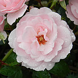 Роза флорибунда "Боника 82"  на штамбе, фото 2