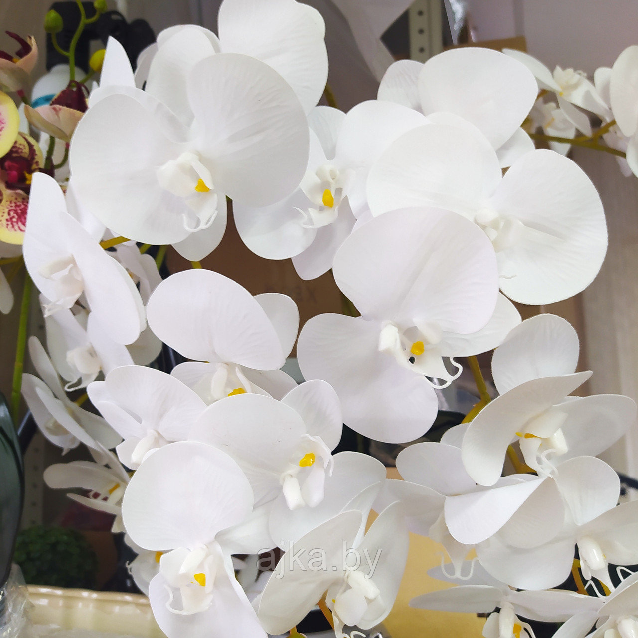 Орхидея Фаленопсис латекс 91 см, белая - фото 6 - id-p179918214
