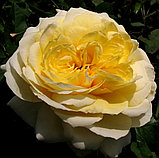 Роза почвопокровная "Надя Мейяндекор" на штамбе, фото 2