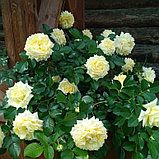 Роза почвопокровная "Надя Мейяндекор" на штамбе, фото 3