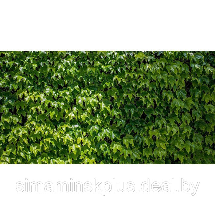 Фотобаннер, 250 × 150 см, с фотопечатью, люверсы шаг 1 м, «Виноградная стена»
