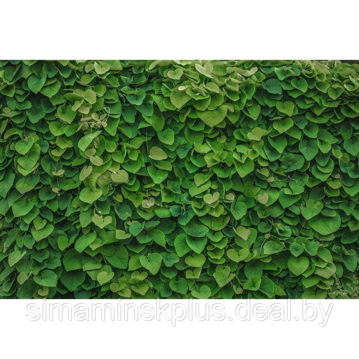 Фотобаннер, 250 × 150 см, с фотопечатью, люверсы шаг 1 м, «Зелёная стена» - фото 1 - id-p198071163