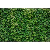 Фотобаннер, 250 × 200 см, с фотопечатью, люверсы шаг 1 м, «Зелёная стена»
